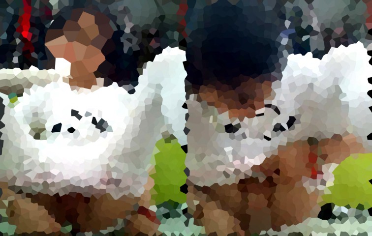 誰が一番おっぱいを見せられるか競い合う