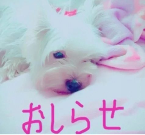 厳選された可愛いSCガールズ！配信と自撮りのセット