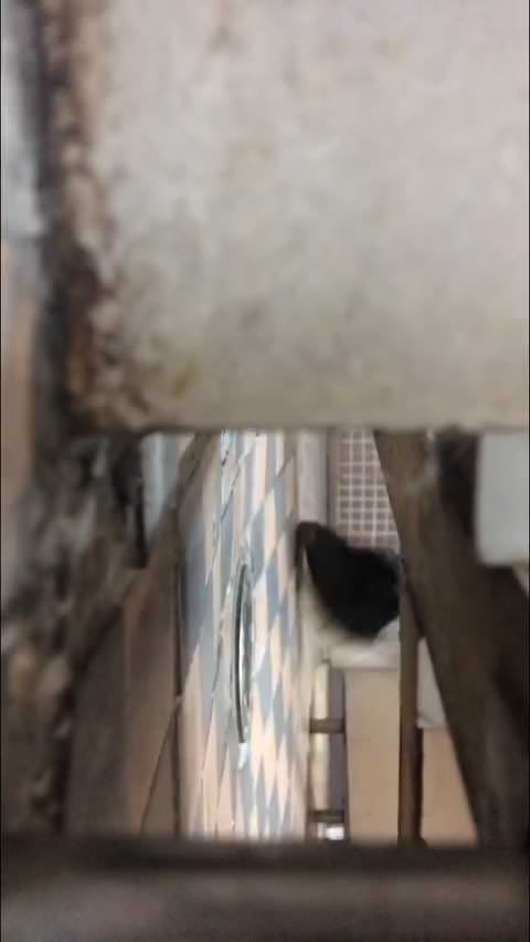 (無修正) 現代のスタイリッシュな美女たち、2019年、隠し撮り、日本のトイレ、カメラなし