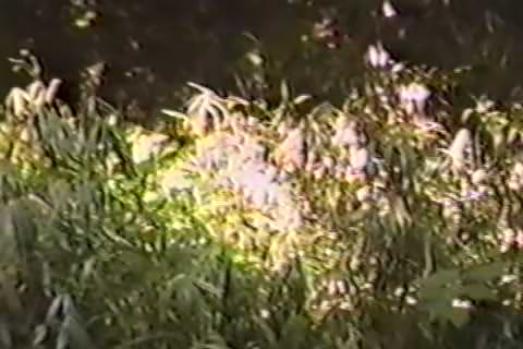 無修正）リアルレイプ （アーカイブ版）