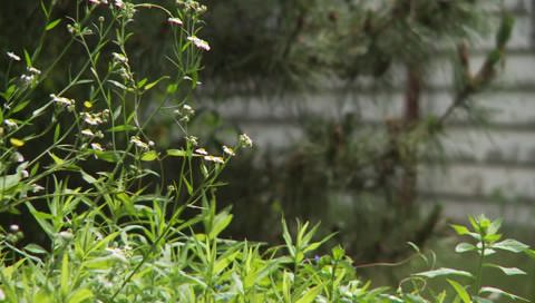 10代の少女、パート1、レイちゃん ω [IMBD-104]