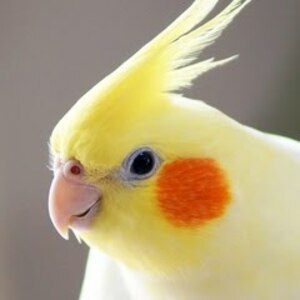 ユーザー動画C。未公開、初公開